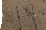 Plate of Fossil Pine Needles (Pinus) - McAbee Fossil Beds, BC #215725-1